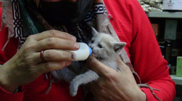 Çatıda sıkışan annesiz yavru kedi için seferber oldular