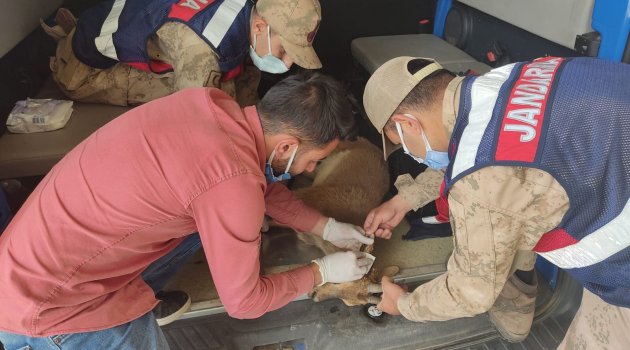Gölete düşen dağ keçisi jandarma ekipleri tarafından kurtarıldı