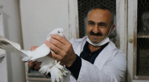 Lüks otomobil fiyatındaki güvercinlerini satmaya kıyamıyor
